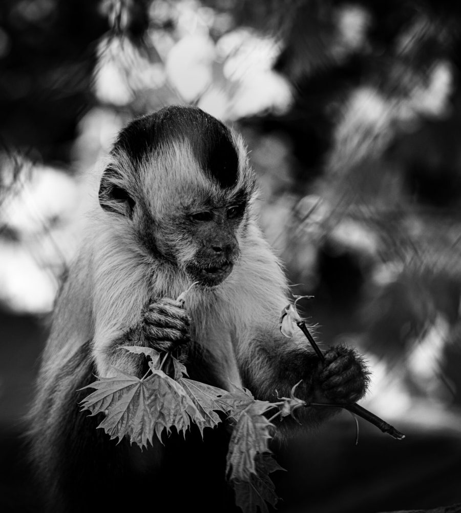 DSC_5067-5